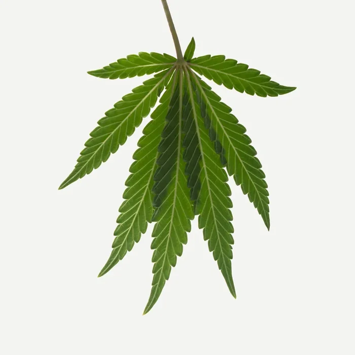 Everything you need to know about hemp oil
