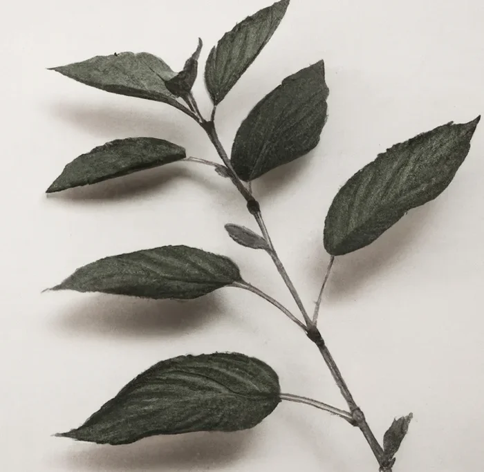 Everything you need to know about phytosterols in cosmetic c