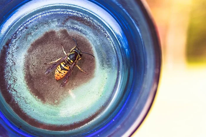 Recognize Different Insect Bites and Stings on Your Skin.