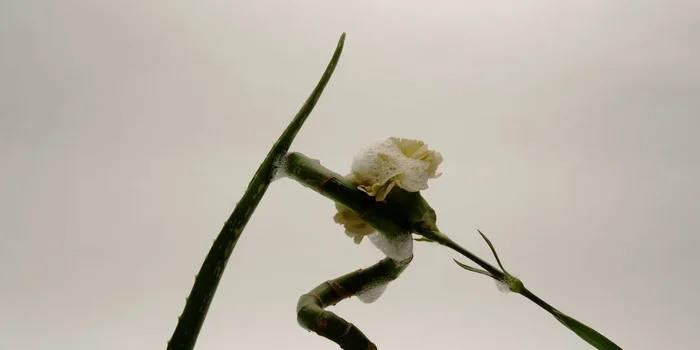 The virtues of eucalyptus globulus essential oil.