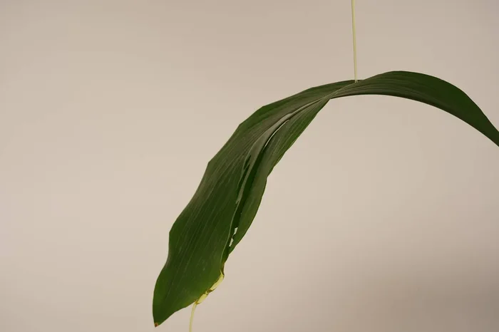 Which oil(s) should be used for oily skin?
